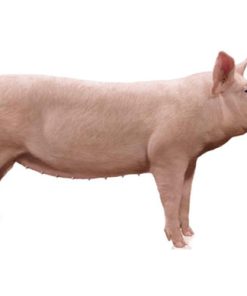 Con giống Pig One H3