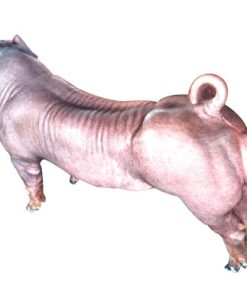 Con giống Pig One HL52