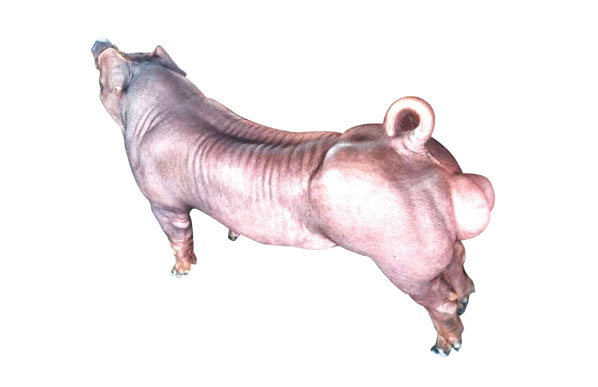 Con giống Pig One HL52