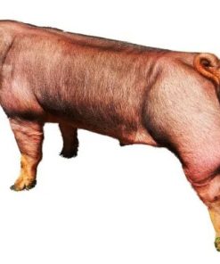 Con giống Pig One HY51