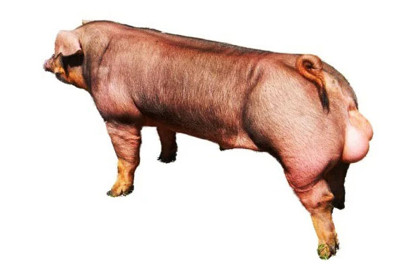 Con giống Pig One HY51