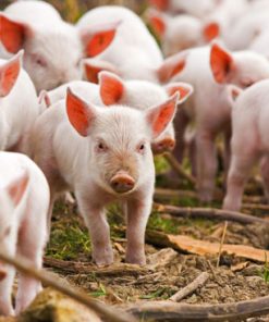 Con giống Pig One H3