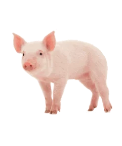 Giống nuôt thịt Pig One HT66