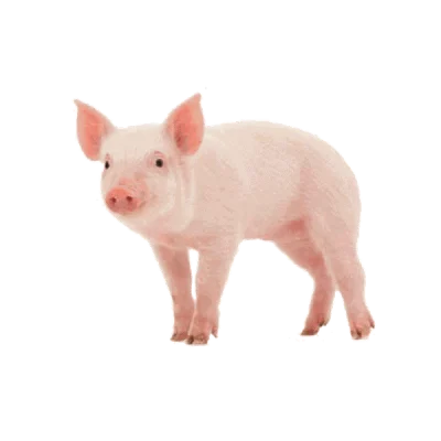 Giống nuôt thịt Pig One HT77