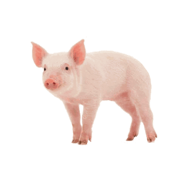 Giống nuôt thịt Pig One HT77