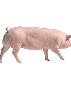 Con giống Pig One H1S