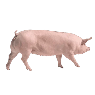 Con giống Pig One H1S