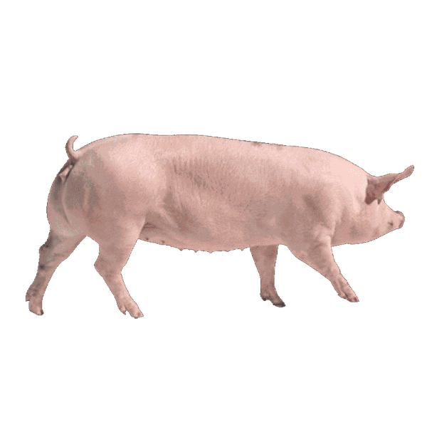 Con giống Pig One H1S