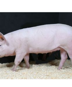 Con giống Pig One H2