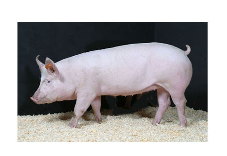 Con giống Pig One H2