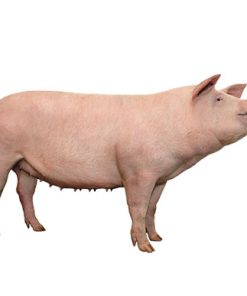 Con giống Pig One HL11