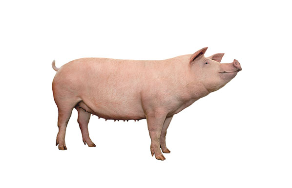 Con giống Pig One HL11