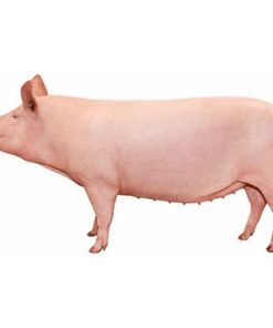 Con giống Pig One H1