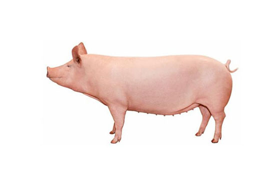 Con giống Pig One H1